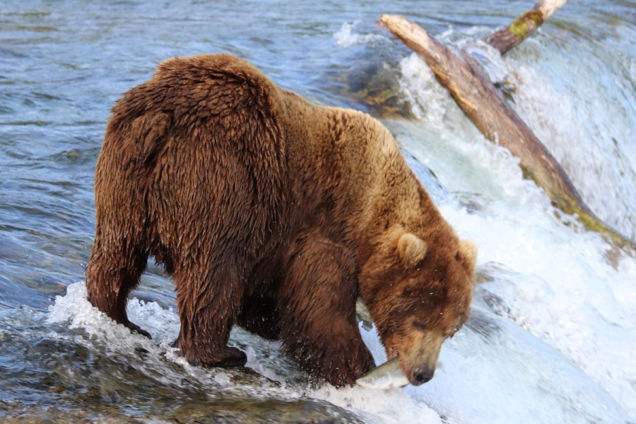 A bear catches a fish at the lip of a waterfall