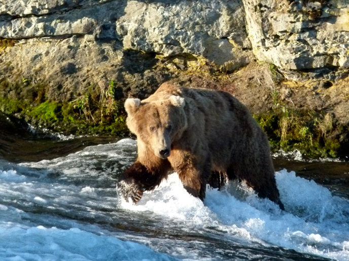 bear walking in water in front of rock wall