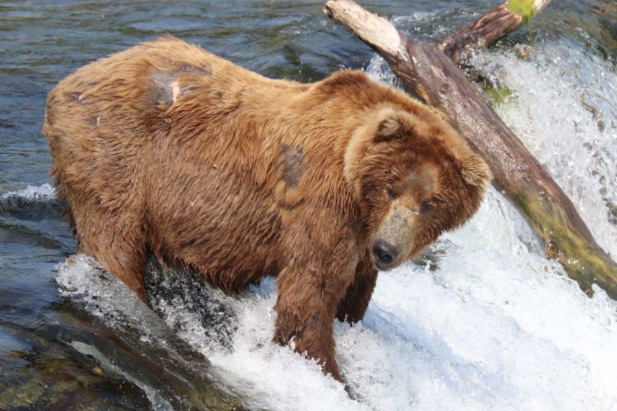 A bear standing on the lip of a waterfall