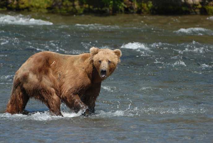 Young adult bear standing in Brooks River