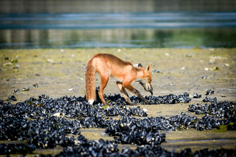 A fox picks a small fish out of the sand