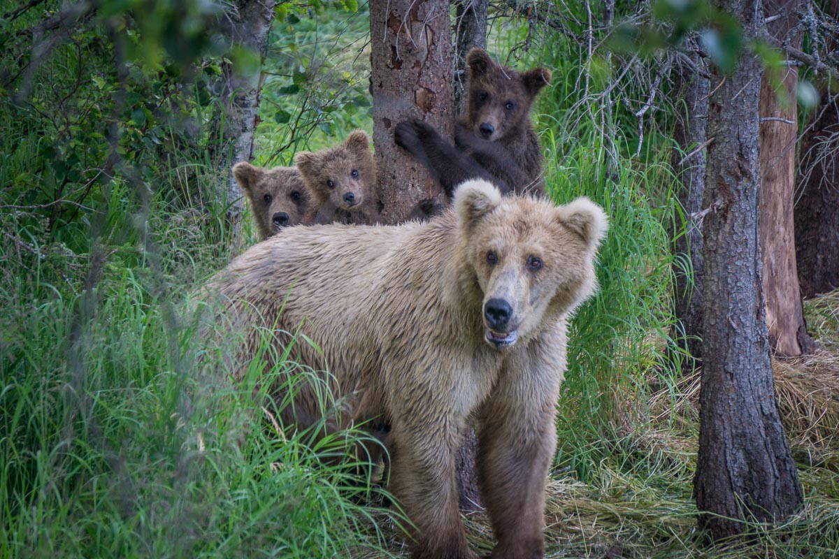 A mother bear stands with her three spring cubs