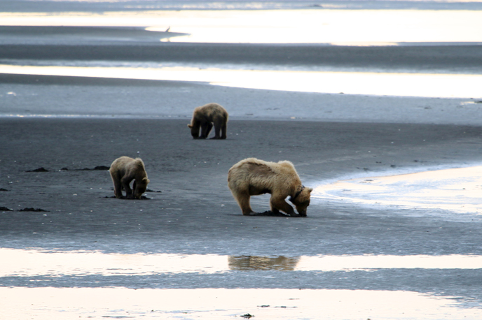 bear and bear cubs digging for clams on tidal mud flat