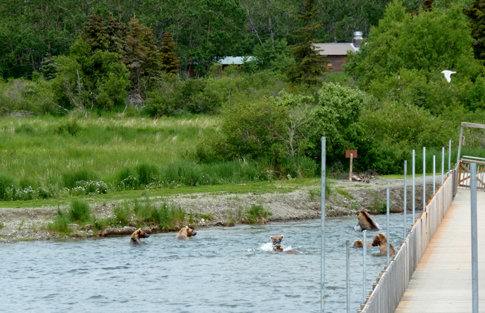 Many bears splashing in water near a wooden bridge