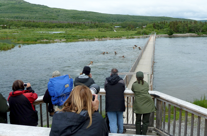 People on elevated deck watching watching many bears splashing in water near a bridge.