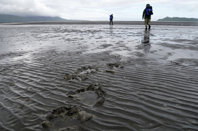 Rangers follow bear tracks through the sand