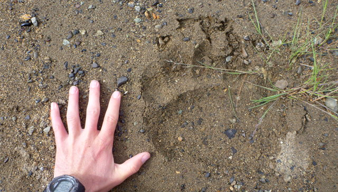 Bear print with human hand for scale