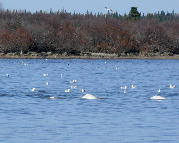 humps of beluga whales surfacing in water, many gulls flying nearby