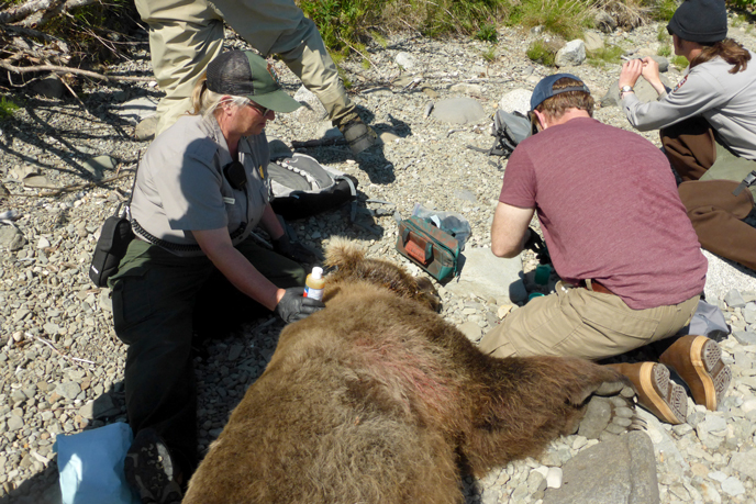 biologists kneeling next to tranquilized bear