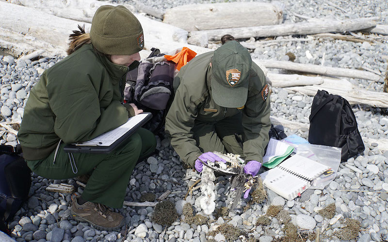 Rangers inspect a bird carcass