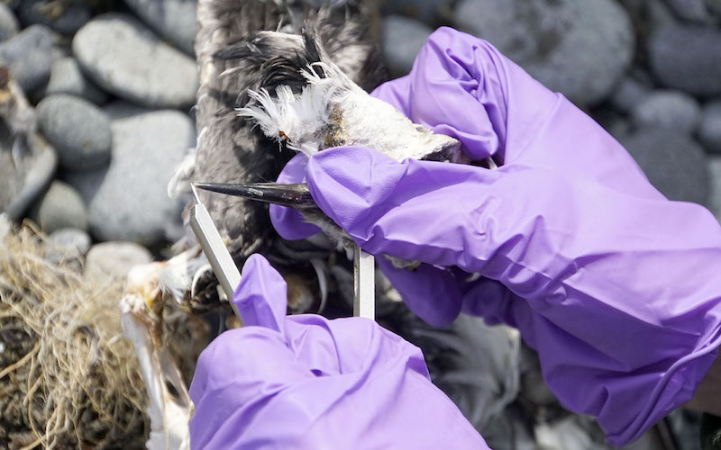 Rangers measure the bill of a bird carcass
