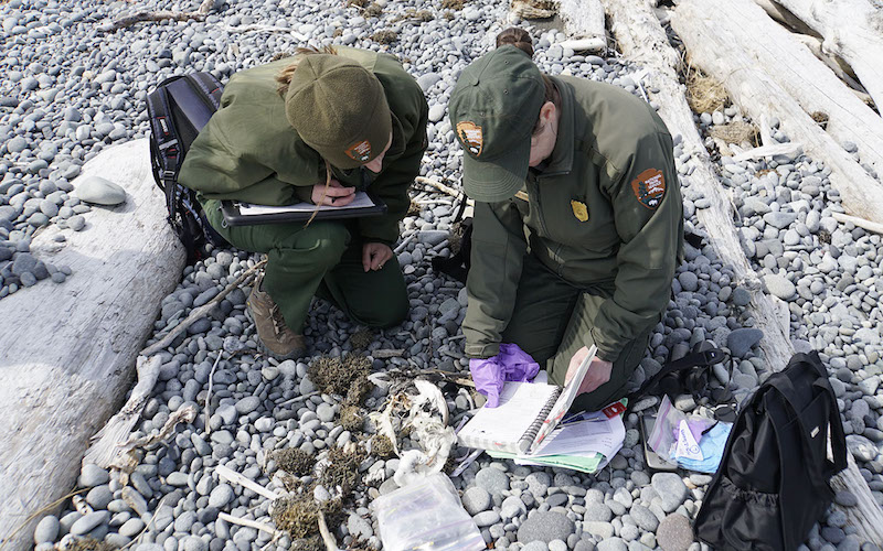 Rangers identify a bird carcass