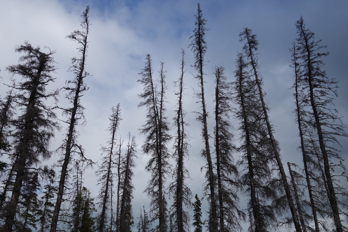 Dead spruce trees against a blue sky
