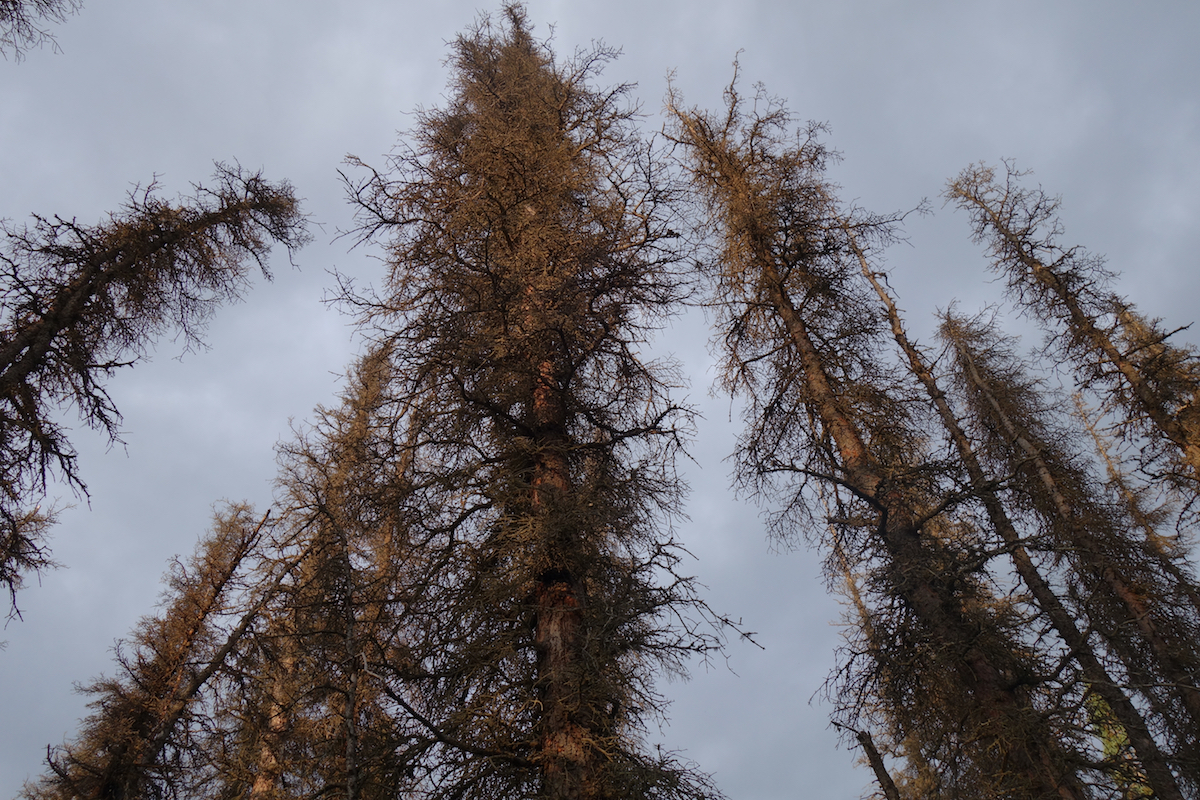 Dead spruce trees with orange needles