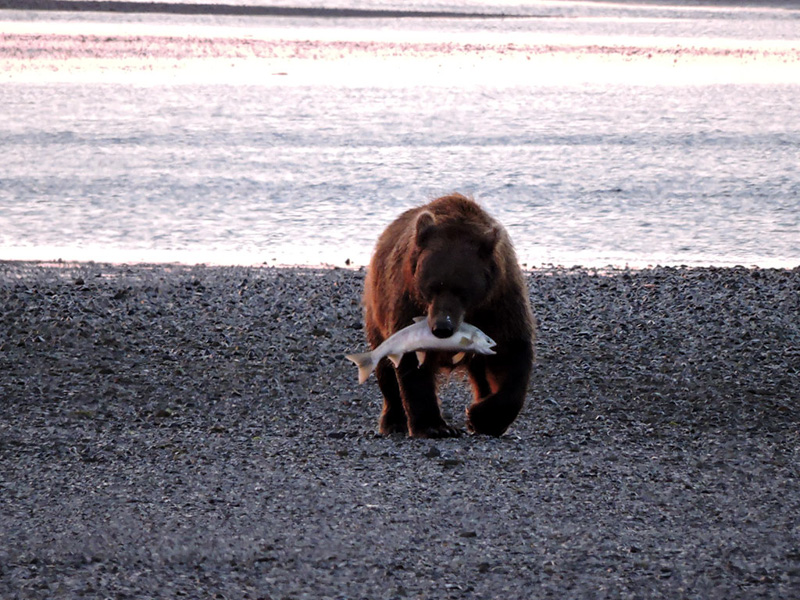A bear walks on the beach with a salmon in its mouth