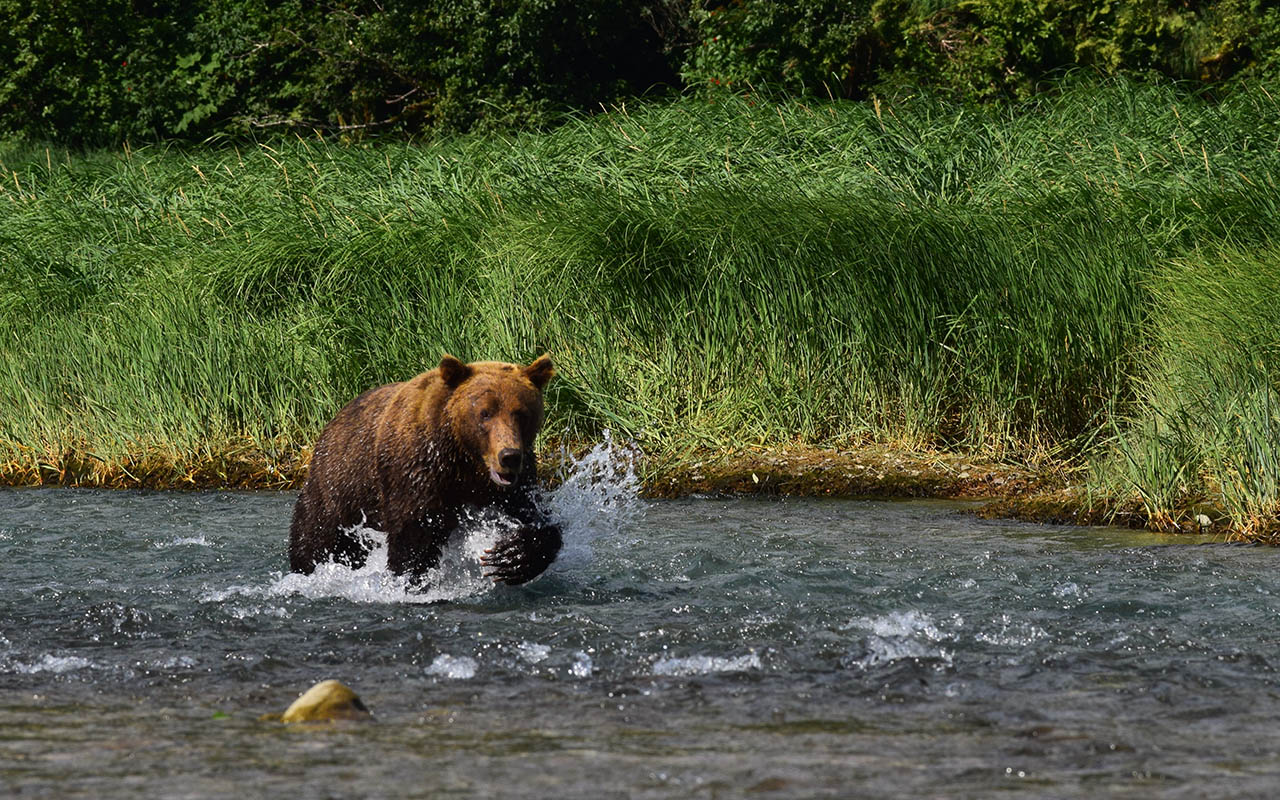 Brown Bear walking in stream