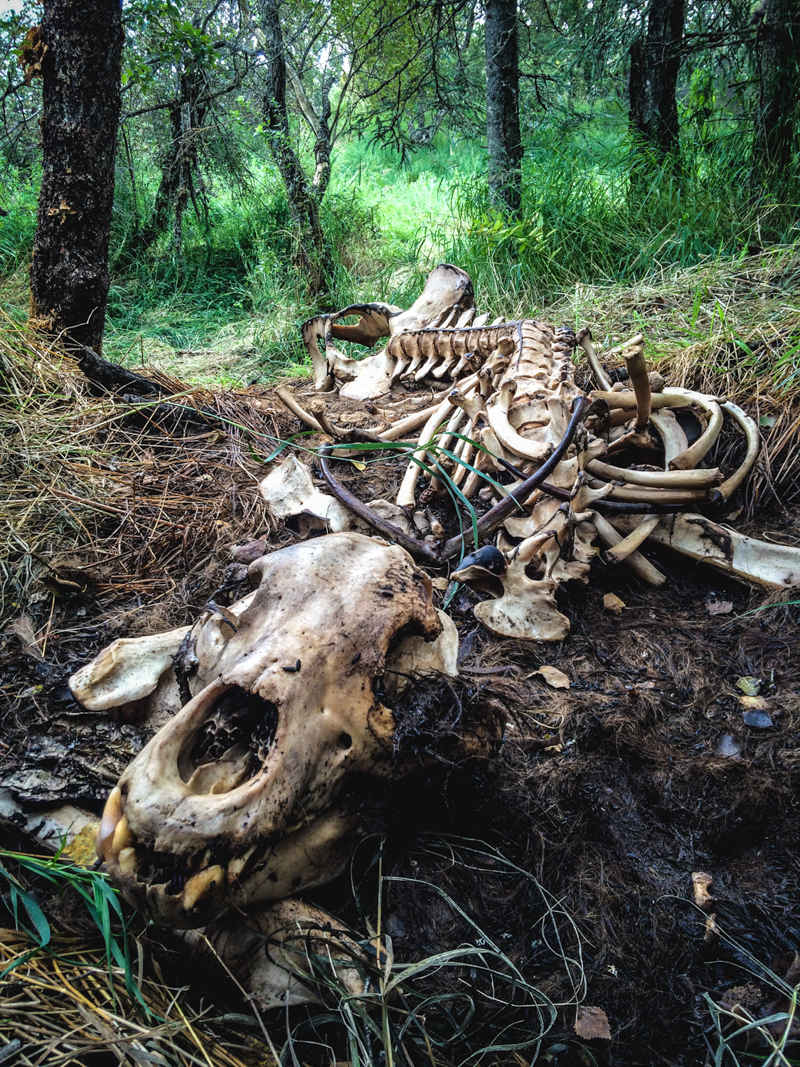 The full skeleton lies on the forest floor