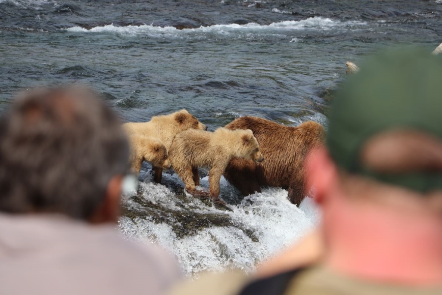 A bear and cubs fish at the lip of a waterfall as seen partially obstructed through the back of visitors' heads