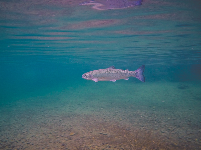A rainbow trout swims by