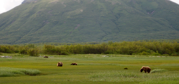 Bears grazing on sedge in Hallo Bay