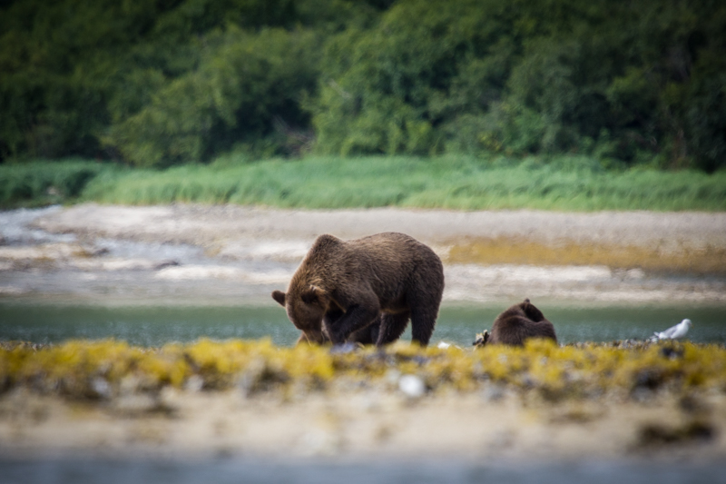 A bear digs for clams