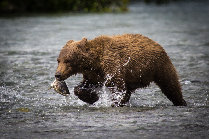 A bear cub with a salmon head in its mouth