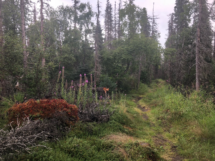 spruce forest with colorful trailside plants