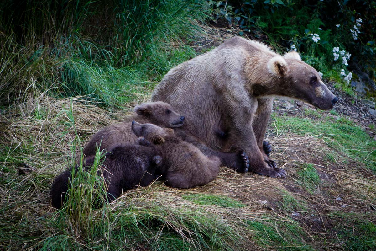 A mother bear sits with her three spring cubs