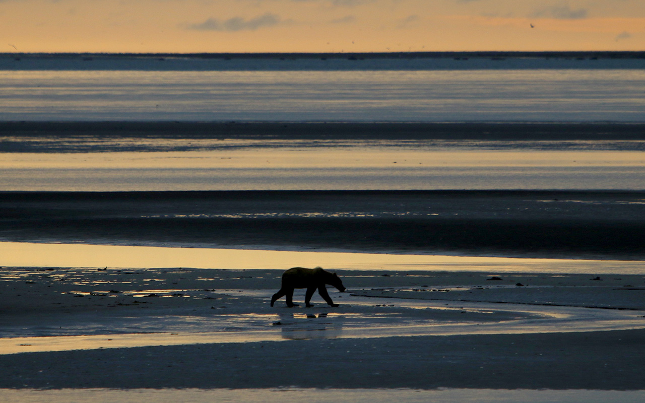 Bear walks in intertidal zone at sunset