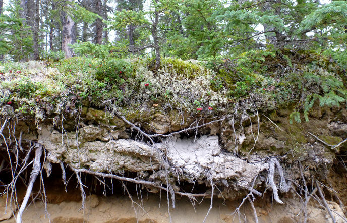 A layer of gray ash is exposed beneath vegetation