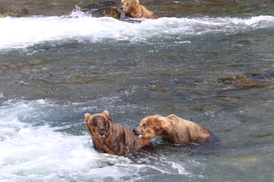Two bears in the water with one biting the back of the other