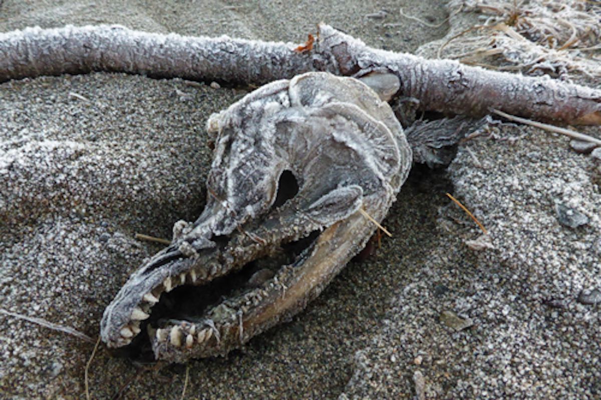 A decomposing sockeye salmon carcass