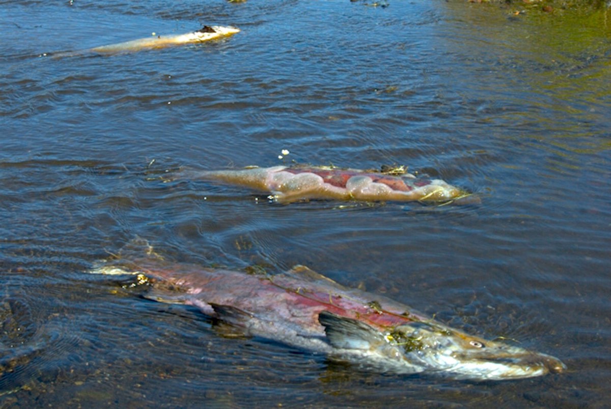 Salmon carcasses in a river