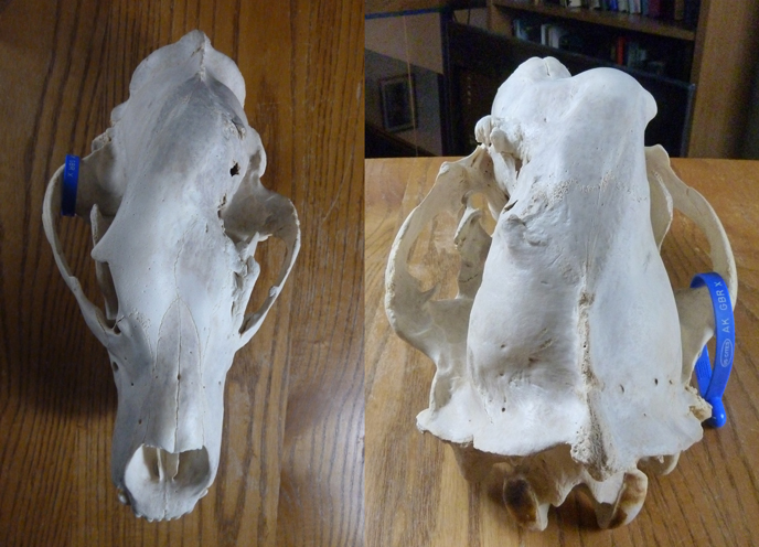Skull of 130 Tundra from above (left) and behind (right)