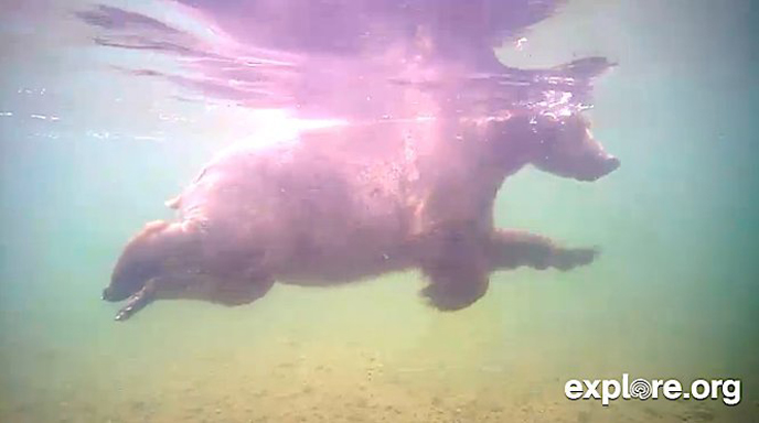 underwater view of bear swimming in river