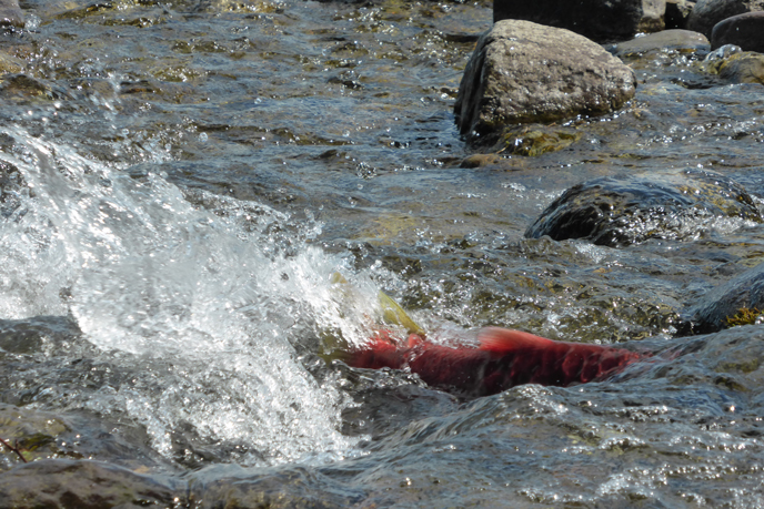 Sockeye salmon in spawning colors swimming into a small creek