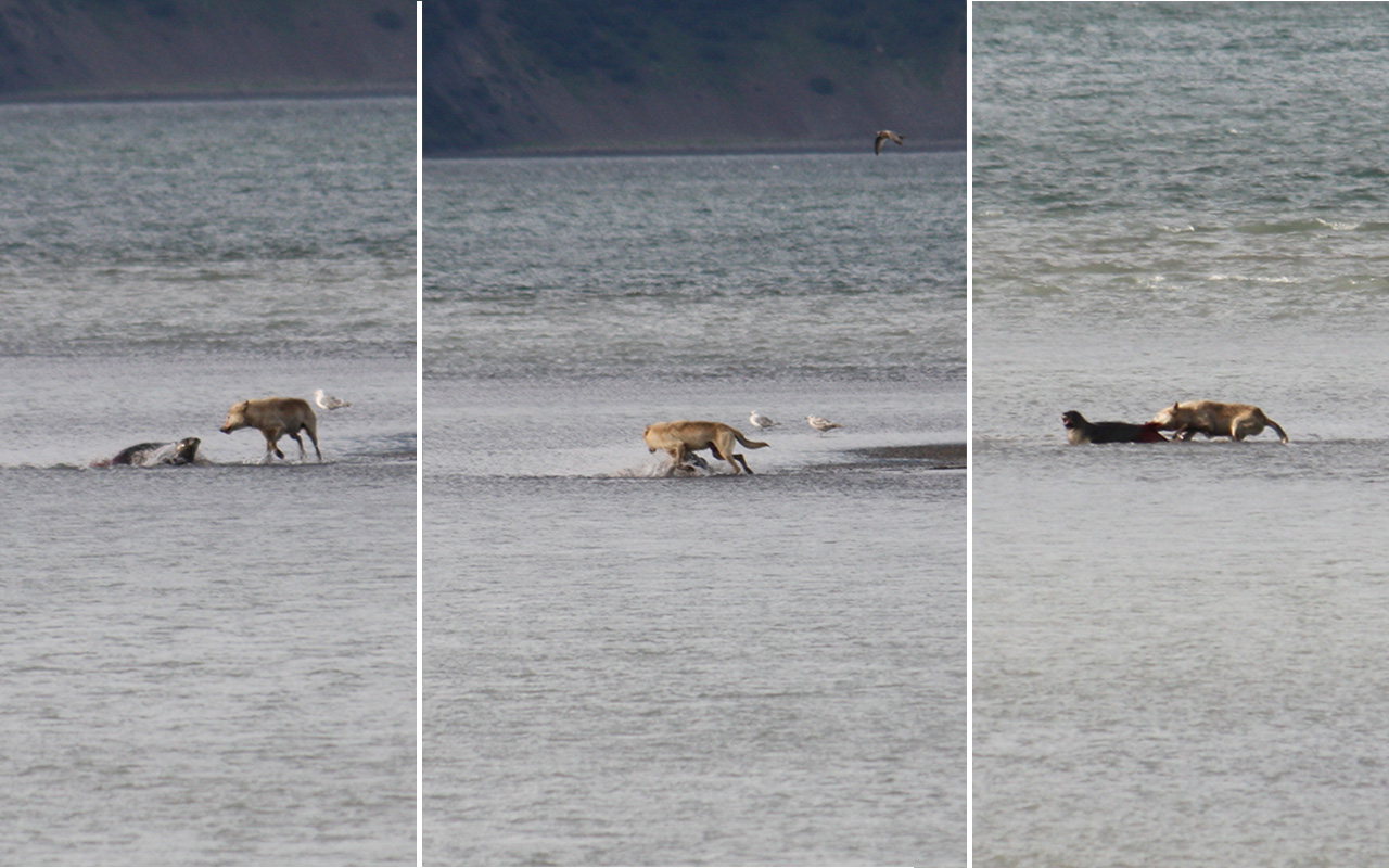 Wolf attacking a harbor seal at low tide