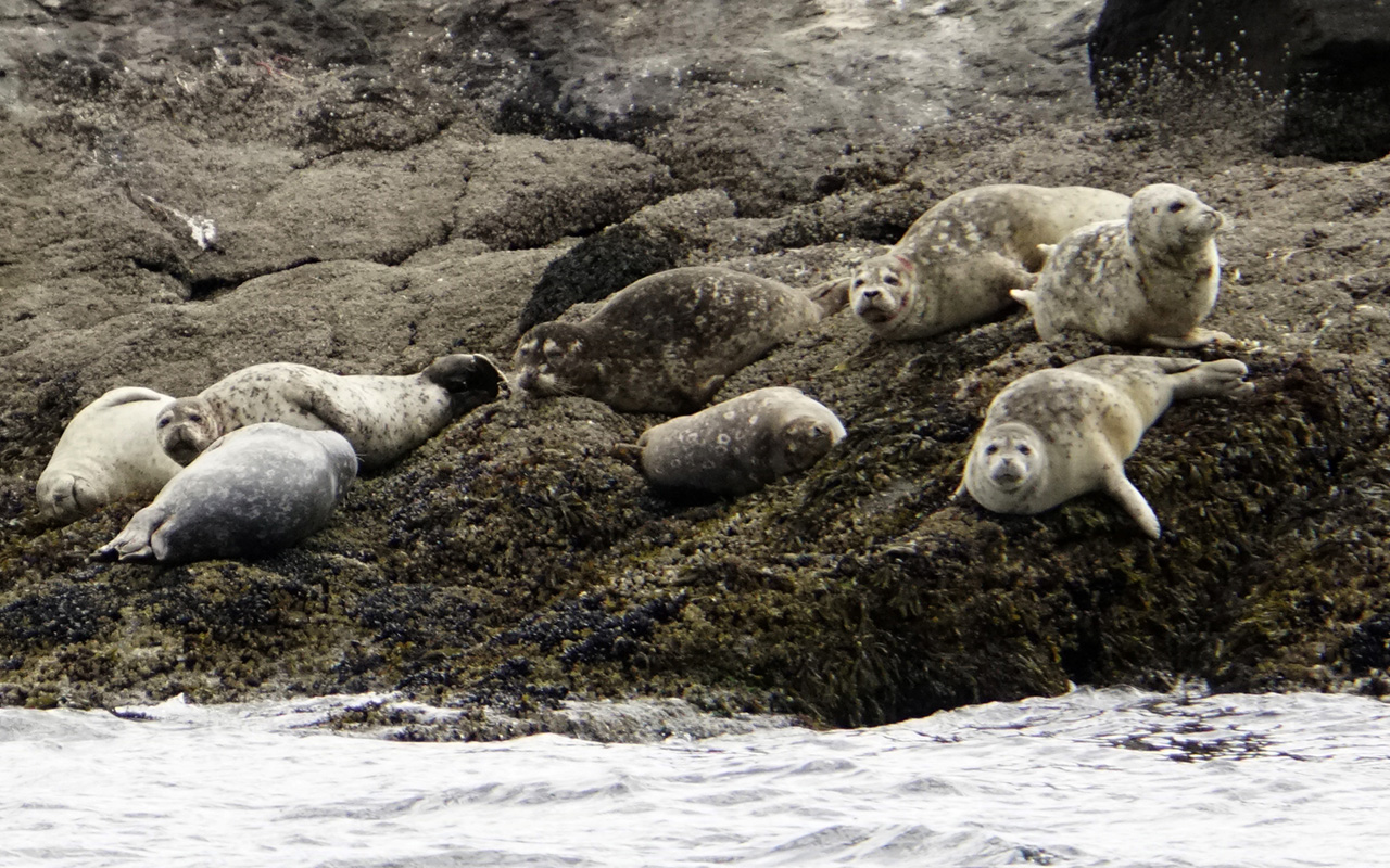 Harbor seals hauled out on rocks