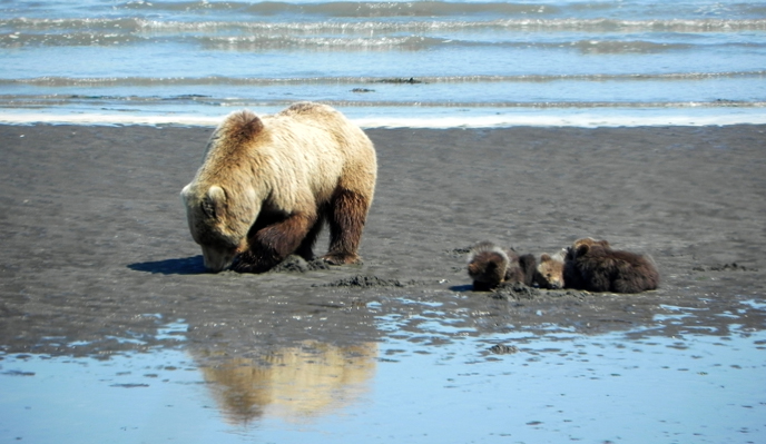 bear and three cubs digging for clams on mud flat