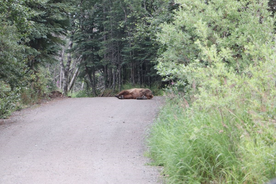 A bear lies down in the middle of the road with trees on either side