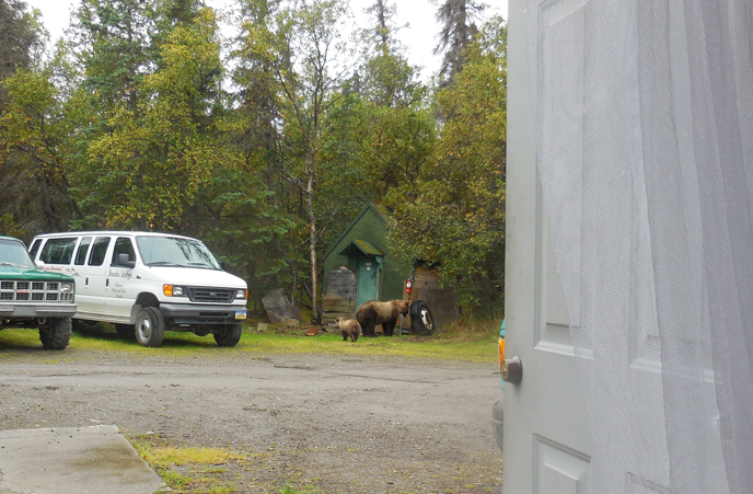 bear with cub near vehicles and buildings