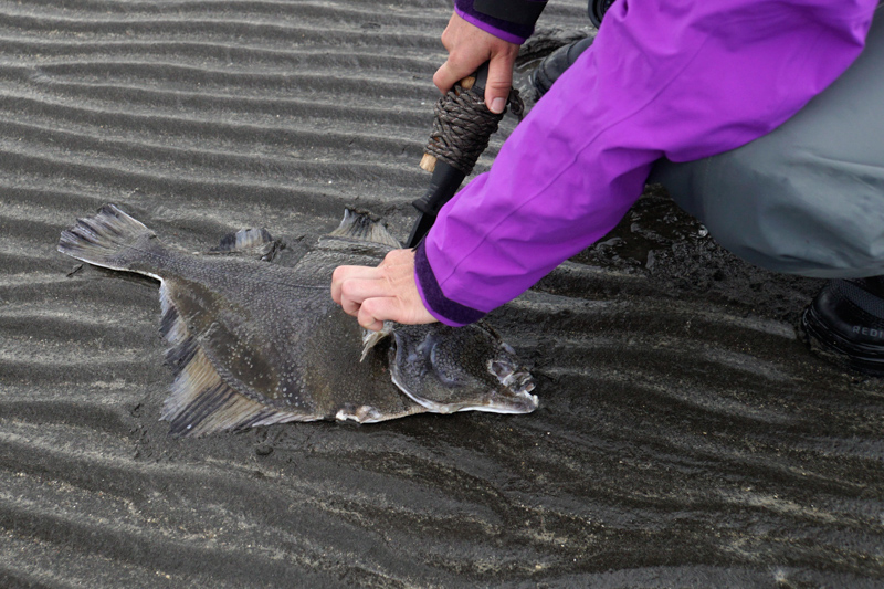 Rangers prepare to cut into a flounder