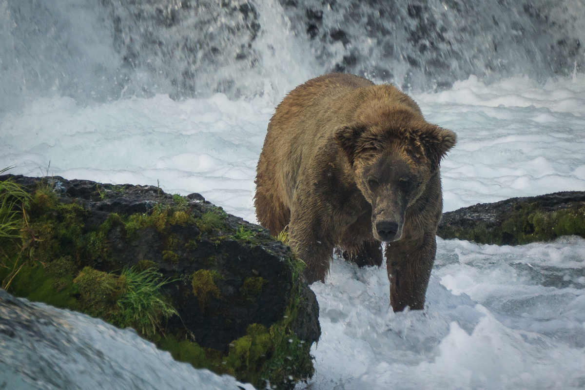 A New Bear at Brooks Falls? Katmai National Park & Preserve (U.S