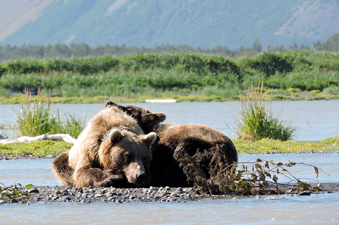 Female brown bear napping with two year old cub