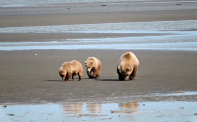 mother bear and two yearling cubs on mud flat