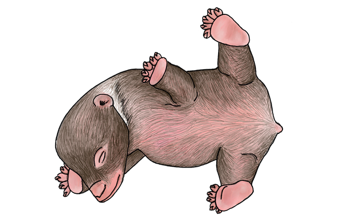 Illustration of a newborn bear cub