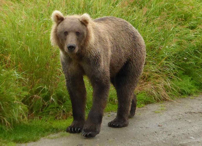 non-human habituated subadult bear near the Lower River Platform