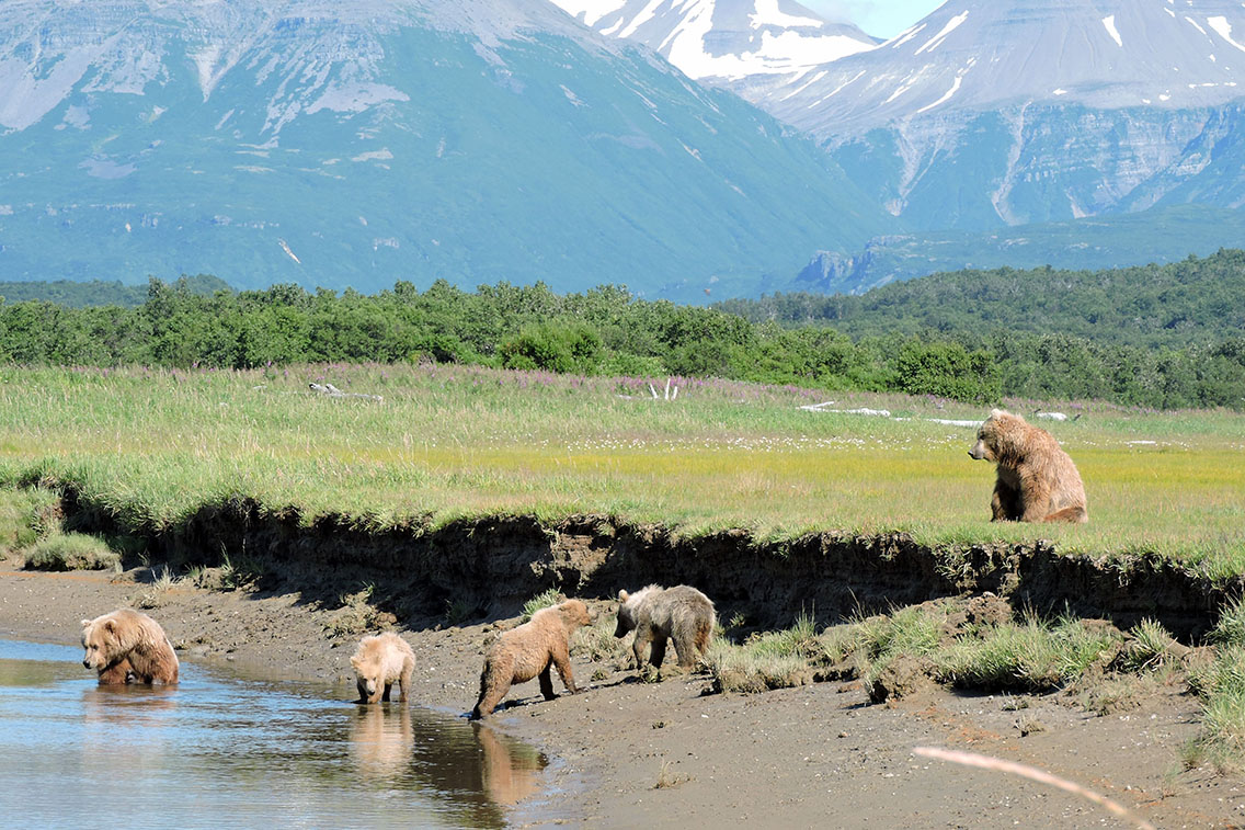 Brown bear cubs play on creek shore.