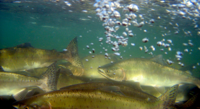 Salmon in Alagnak River