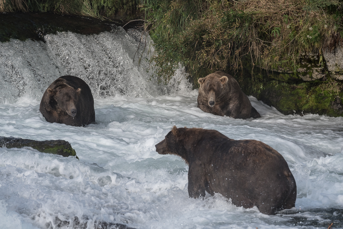 Three large adult male bears at Brooks Fall in August 2018